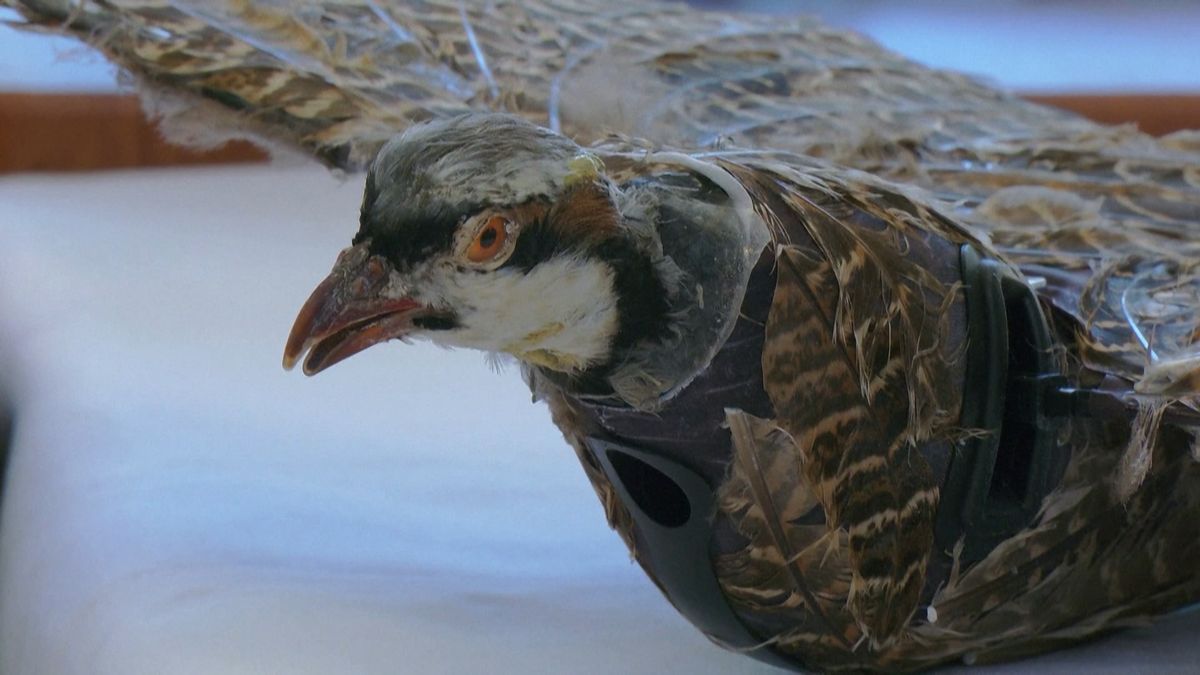 Vědci v USA vyrábějí z mrtvých ptáků drony